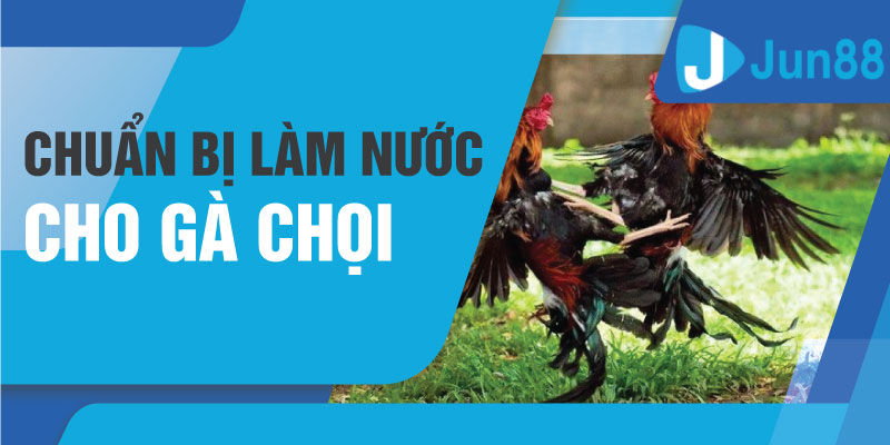 Chuẩn bị làm nước cho gà chọi