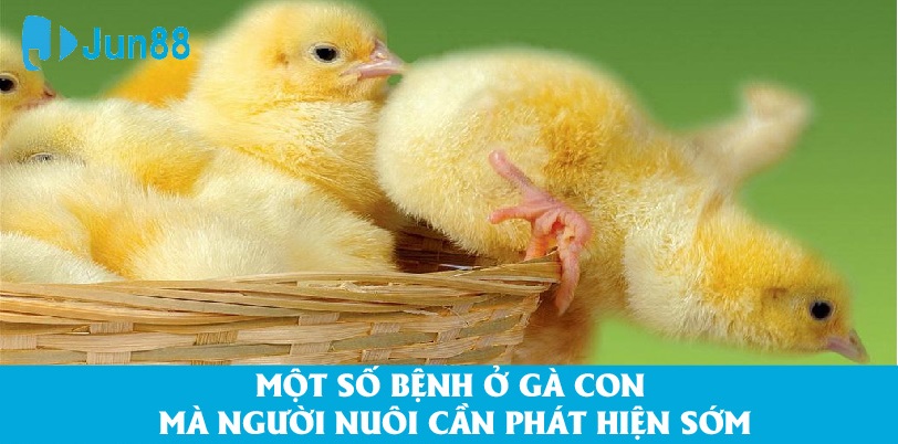 Một số bệnh thường gặp: dính bết lông khi nở