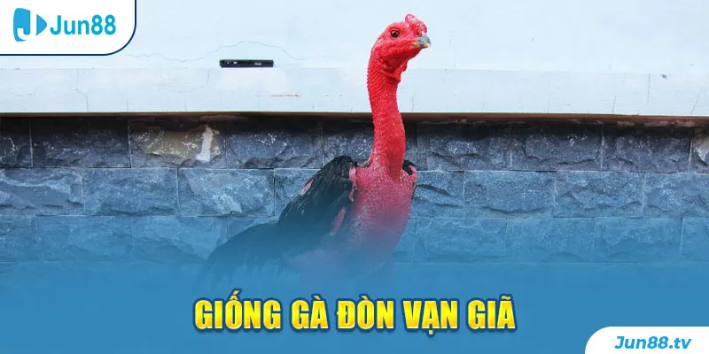 Giống gà đòn Vạn Giã